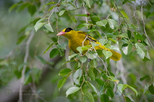 Black-naped Oriole (Oriolus chinensis) (2)