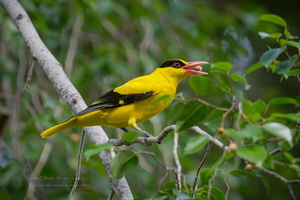 Black-naped Oriole (Oriolus chinensis) (1)