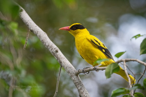 Black-naped Oriole (Oriolus chinensis) (3)