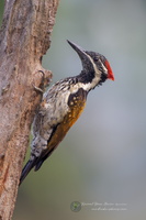 Black-rumped Flameback (Dinopium benghalense)