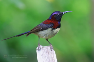 Black-throated Sunbird (Aethopyga saturata)