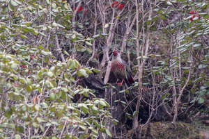 Blood Pheasant (Ithaginis cruentus)