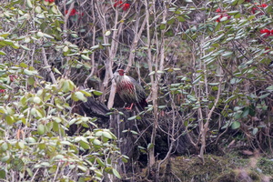 Blood Pheasant (Ithaginis cruentus)01