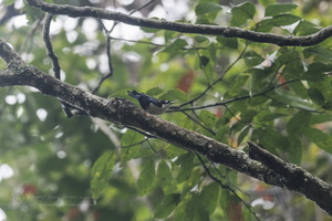 Blue Nuthatch (Sitta azurea)