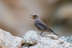Blue rock thrush (Monticola solitarius)