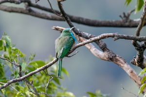 Blue-bearded Bee-eater (Nyctyornis athertoni)