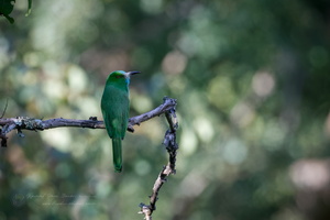 Blue-bearded Bee-eater (Nyctyornis athertoni)1