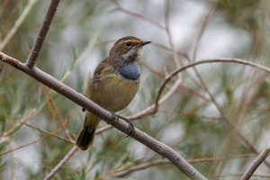 Bluethroat (Luscinia svecica)010