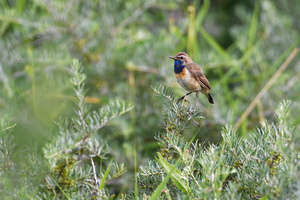 bluethroat (Luscinia svecica)01