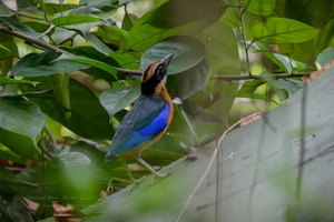 Blue-winged Pitta (Pitta moluccensis) (1)