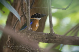 Blue-winged Pitta (Pitta moluccensis) (2)