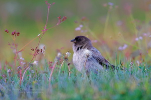 Brandt&#039;s Mountain Finch (Leucosticte brandti)