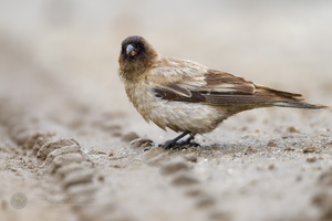 Brandt&#039;s mountain finch (Leucosticte brandti) (2)