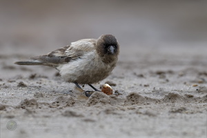 Brandt&#039;s mountain finch (Leucosticte brandti) 