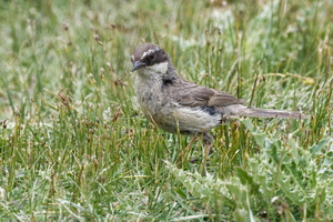 Brown Accentor (Prunella fulvescens)