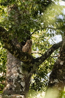 Brown Fish Owl (Ketupa zeylonensis)