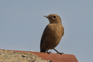 Brown rock chat (Cercomela fusca) (2)