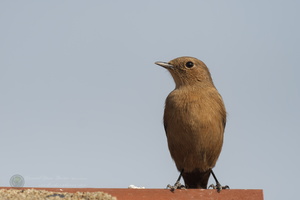Brown rock chat (Cercomela fusca) (1)