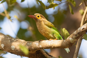 Brown-headed Barbet (Psilopogon zeylanicus)