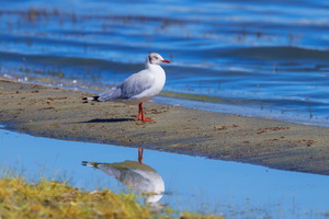brown-headed gull (Chroicocephalus brunnicephalus)