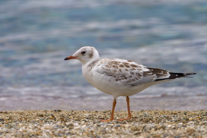 brown-headed gull (Chroicocephalus brunnicephalus) (2)