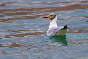brown-headed gull (Chroicocephalus brunnicephalus) (1)