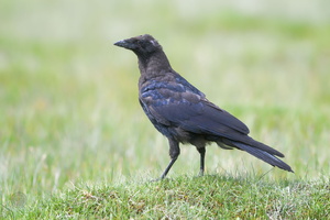 Carrion crow (Corvus corone) (1)