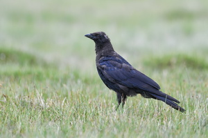 Carrion crow (Corvus corone) (2)