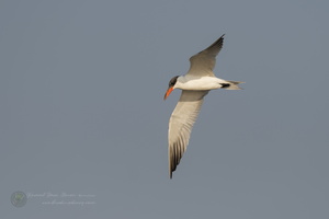 Caspian Tern (Hydroprogne caspia) (2)