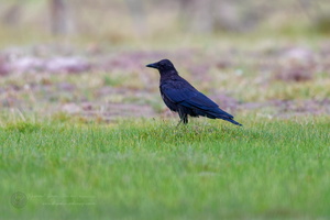 carrion crow (Corvus corone)