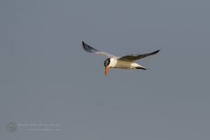 Caspian Tern (Hydroprogne caspia) (1)
