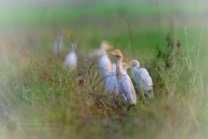 cattle egret (Bubulcus ibis)