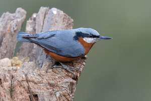 Chestnut-bellied Nuthatch (Sitta cinnamoventris) (5)