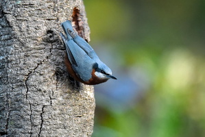 Chestnut-bellied Nuthatch (Sitta cinnamoventris)