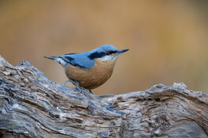 Chestnut-bellied Nuthatch (Sitta cinnamoventris) (7)
