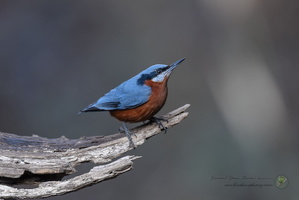 Chestnut-bellied Nuthatch (Sitta cinnamoventris)01