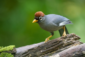 Chestnut-capped Laughingthrush (Garrulax mitratus) (1)