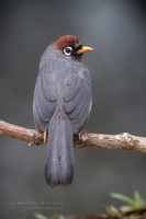Chestnut-capped Laughingthrush (Garrulax mitratus) (2)