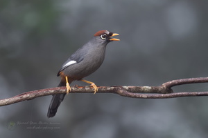 Chestnut-capped Laughingthrush (Garrulax mitratus) (3)