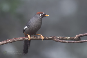 Chestnut-capped Laughingthrush (Garrulax mitratus) (4)