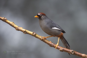 Chestnut-capped Laughingthrush (Garrulax mitratus) (6)