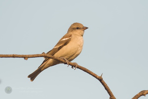 chestnut-shouldered petronia (Gymnoris xanthocollis) (1)