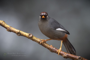 Chestnut-capped Laughingthrush (Garrulax mitratus) (7)