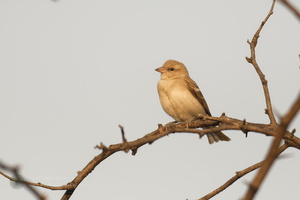 chestnut-shouldered petronia (Gymnoris xanthocollis) (2)