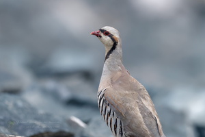 Chukar (Alectoris chukar)