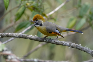 Chestnut-tailed Minla (Actinodura strigula).tif (5)