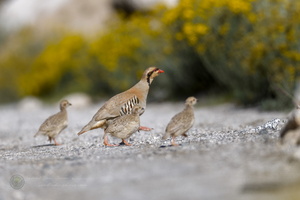 Chukar (Alectoris chukar)02