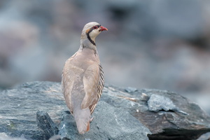 Chukar (Alectoris chukar)01