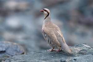 Chukar partridge (Alectoris chukar) (1)