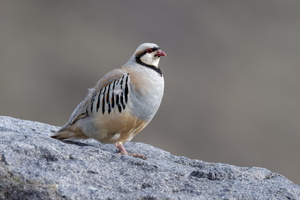 Chukar partridge (Alectoris chukar) (3)